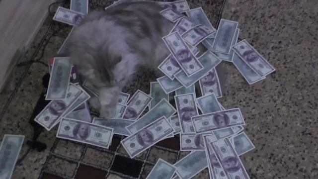 Кот в куче денег смотреть онлайн