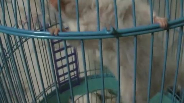Свобода дороже всего! смотреть онлайн