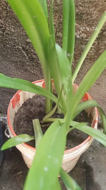 New leaves in my Amaryllis lily bulbs смотреть онлайн