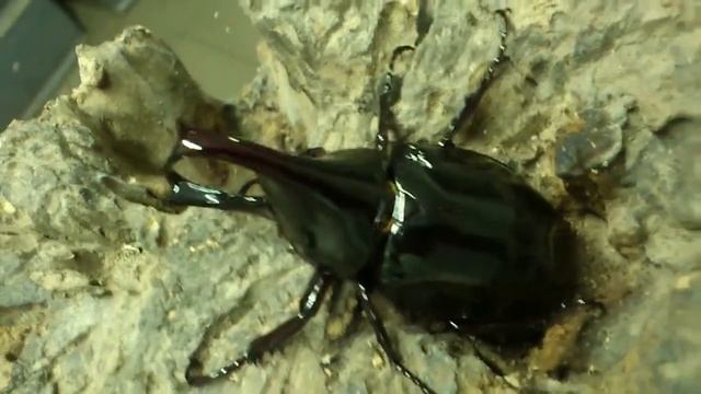 HD Xylotrupes beckeri from Kingdom of Beetle Taiwan (origin :Malaysia).MP4 смотреть онлайн