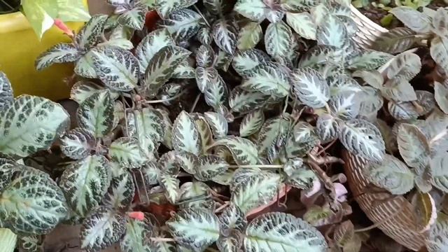 Episcia Plant// एपिसिया पौधा कैसे लगाएं//Complete Care About Episcia Plant// Flame Violet Plant смотреть онлайн