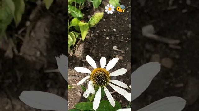 Ромашки и Пчелы 👀❗на природе