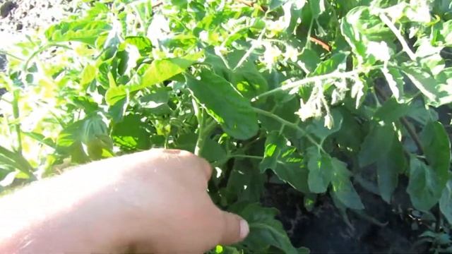 Самый перспективный гибрид томата🍅🍅🍅 смотреть онлайн