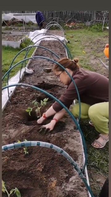 Сажаем помидоры. Посадка помидор. Высаживаем рассаду помидор. смотреть онлайн