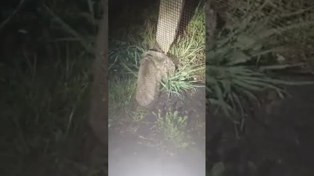 Боевые ежи. 16+ смотреть онлайн