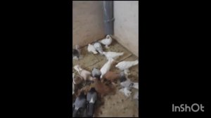 Казахстанские голуби города Орска часть 2