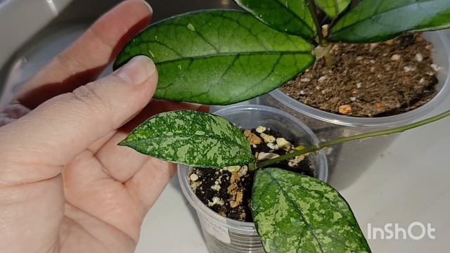 Мои новинки хой смотреть онлайн