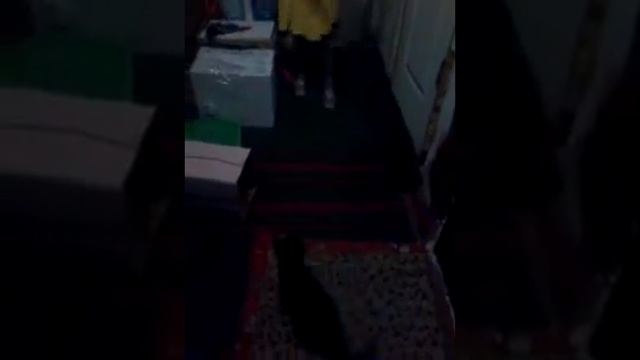 Я и мой кот смотреть онлайн