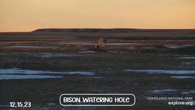 Bison Watering Hole ▪︎ Coyote & Badger Team Up ▪︎ Sunset ▪︎ 12.15.23 ▪︎ Explore.org смотреть онлайн