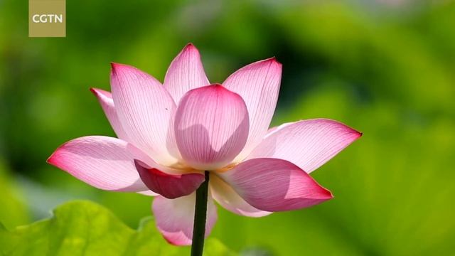 A sea of lotus flowers boost N China’s Shanxi economic conditions смотреть онлайн