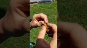 Beautiful millipede!