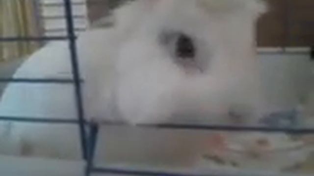 chat vs lapin смотреть онлайн