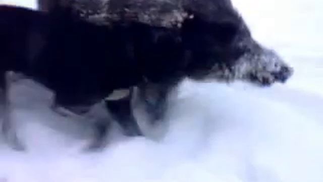 Охота с ВСЛ