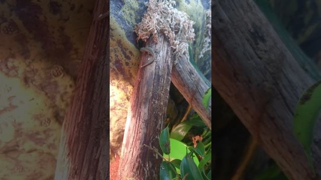 Lygodactylus conraui ( cameroon dwarf gecko) смотреть онлайн