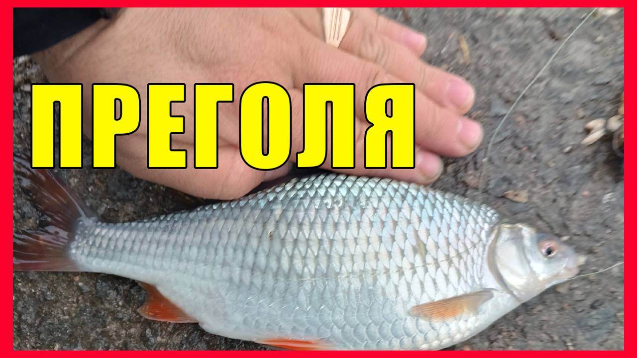 Плотва, прегольский не сахарные условия смотреть онлайн