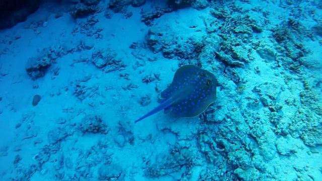Blue spotted skate 2 смотреть онлайн