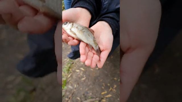 Рибалка. Клює короп, карась. Вихідні на природі. Як зловити коропа. смотреть онлайн