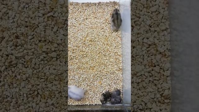 18 февраля 2022 г. Необыкновенный белый хомяк смотреть онлайн