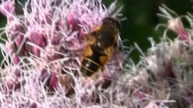 ERISTALE Gluant / Eristalis tenax ! BRUITX смотреть онлайн
