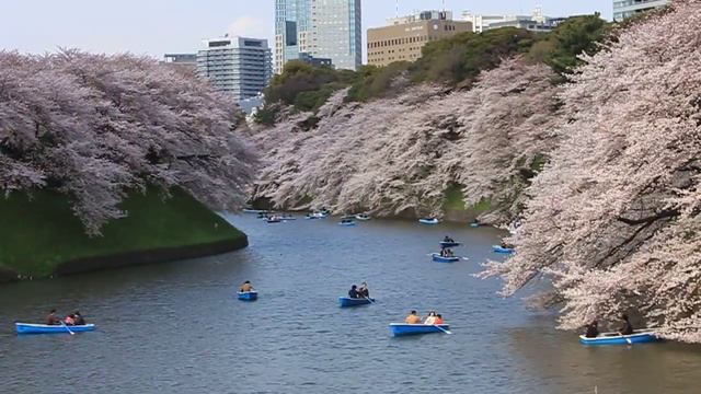 kudansita-sakura смотреть онлайн