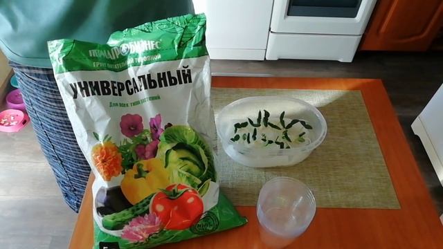 первый опыт! выращивание рассады огурцов! смотреть онлайн
