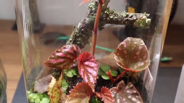 Begonia ☠️ Terrariums 💚 + propagations // Plantmas 🎄 Vlogmas 🎁 смотреть онлайн