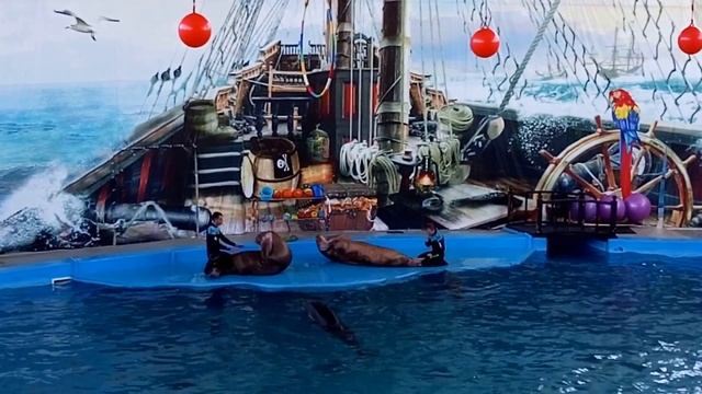 Зарядка моржей в Лазаревском дельфинарии смотреть онлайн