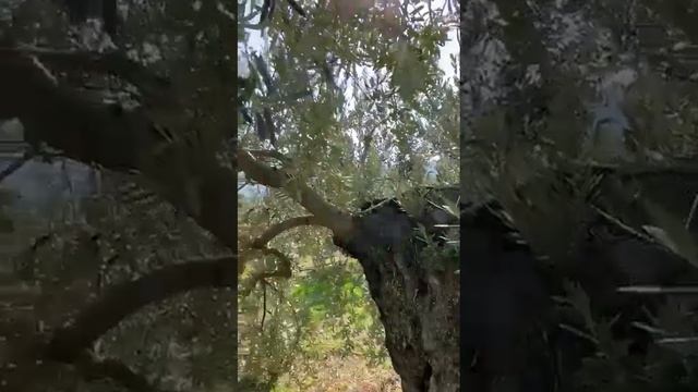 AVC. Продажа доли бизнеса. Плантации, оливковые рощи в Греции. смотреть онлайн