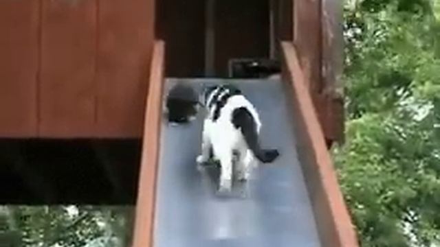 Мама кошка собирает котят на детской горке. Mom collects cat kittens on children's slide. смотреть онлайн
