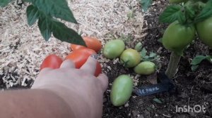 Томат Челнок. Обзор, дегустация. Челнок VS Комбат.