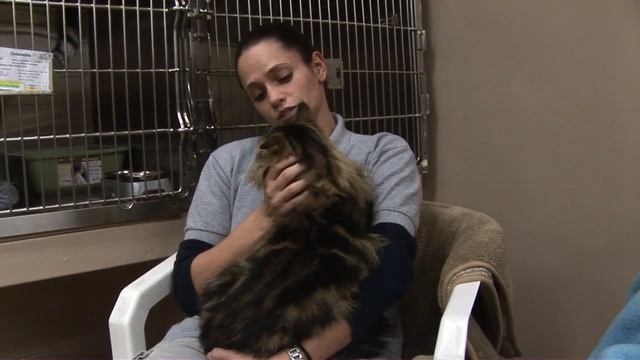 Kelowna SPCA/Castanet adoption feature. Cats. смотреть онлайн