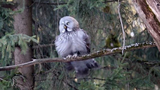 Бородатая неясыть смотреть онлайн