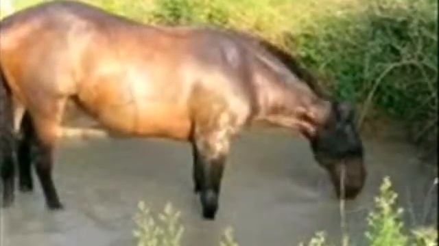 ma passion les chevaux et l'auvergne смотреть онлайн