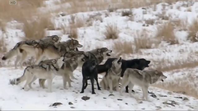 Urutan Keluarga Canidae Terhebat dari Beberapa Perbandingan смотреть онлайн