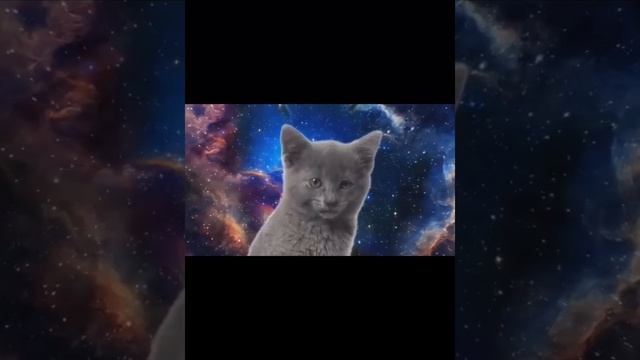 Гимн кошек !!! смотреть онлайн