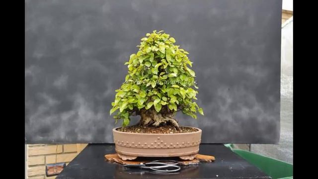 Korean Hornbeam - Roots over rock #17 смотреть онлайн