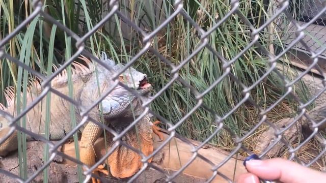 Mango - Iguana Aromatheraphy for Bone Cancer смотреть онлайн