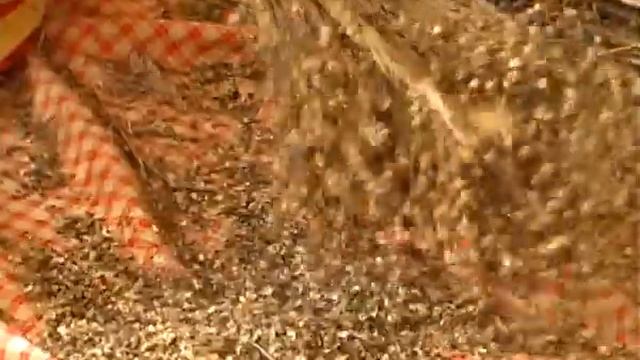 Отбивка семя льна смотреть онлайн