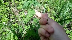Травник: заготовка листьев земляники