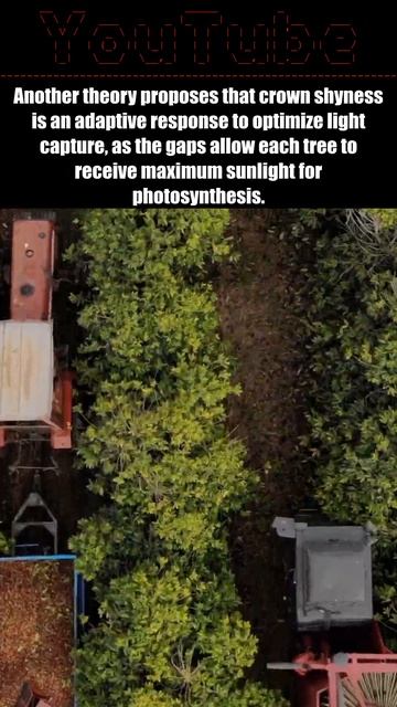 Mystical Tree Patterns: Crown Shyness [Fun Facts 10] #shorts смотреть онлайн