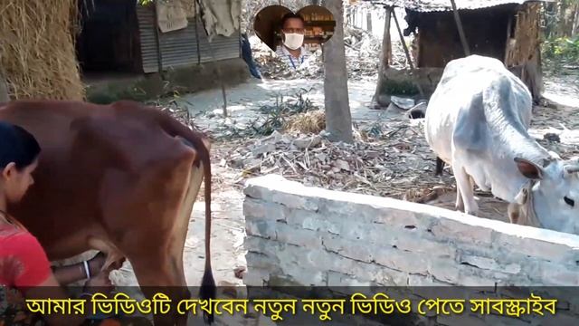 73# সম্মানিত you toub প্রিয় ভাই ও বোনেরা ..All animal health tips a milking. смотреть онлайн