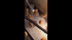 Как определить пол цыплёнка: отличить петушка от курочки