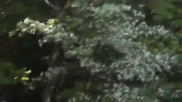 Роскошные дубы на берегу смотреть онлайн