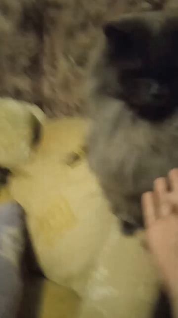 Злая кошка смотреть онлайн