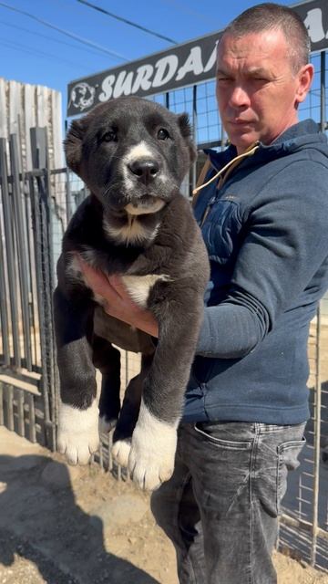 СУРДАН КАРАШ УХАННА (2.5 месяца)
+79201694289