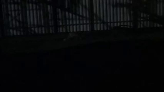 #ШАТУРА, #ЛИС 04 11 2019 смотреть онлайн