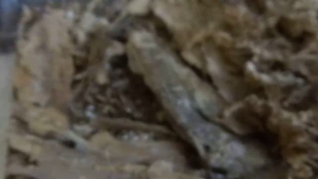 Isometroides Vescus - Spider Hunting Scorpion - Basic Info And Care Guide