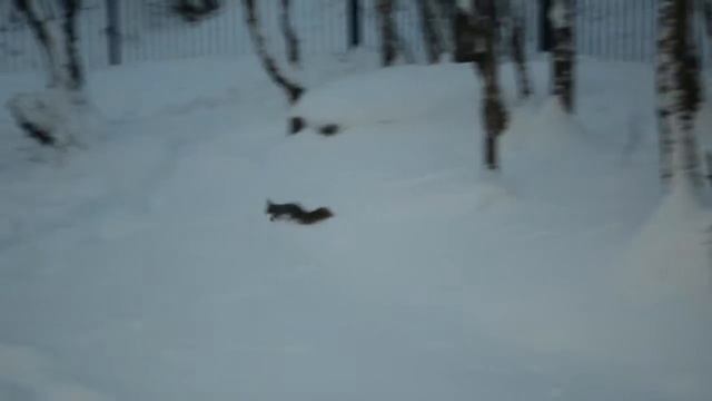 Белочка пришла / Уже на улицах города смотреть онлайн