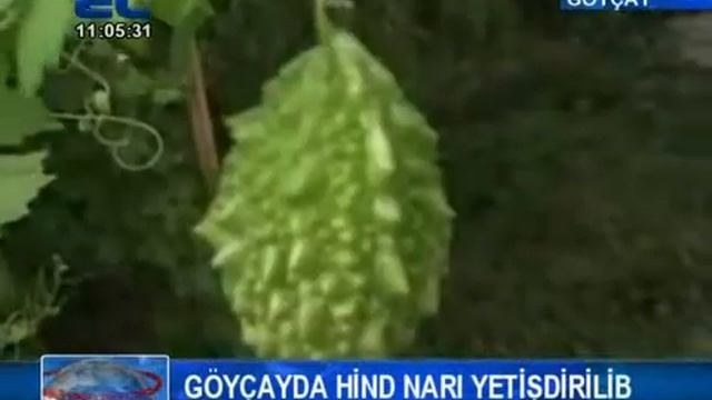 Göyçayda Hind narı yetişdirildi смотреть онлайн