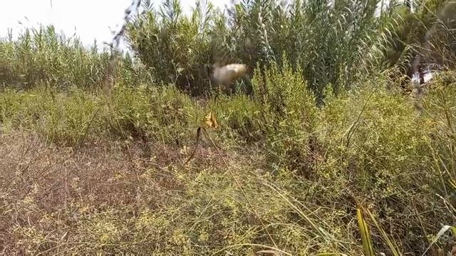 PAPILIO MACHAON 🦋 смотреть онлайн
